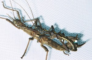 PSG 118 Aretaon asperrimus adult pair mating Copyright © NFord